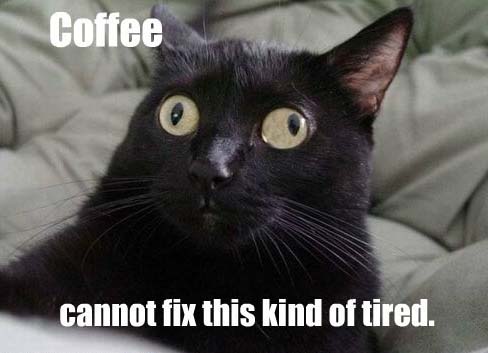 cat-coffee