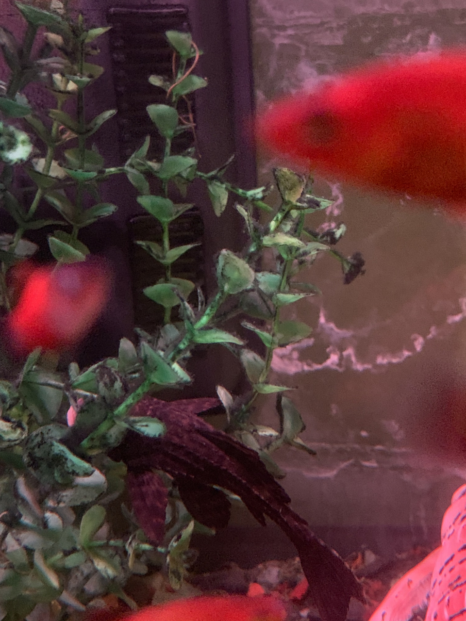 20b39fcd-7307-47cc-826b-a0b4a6de489e