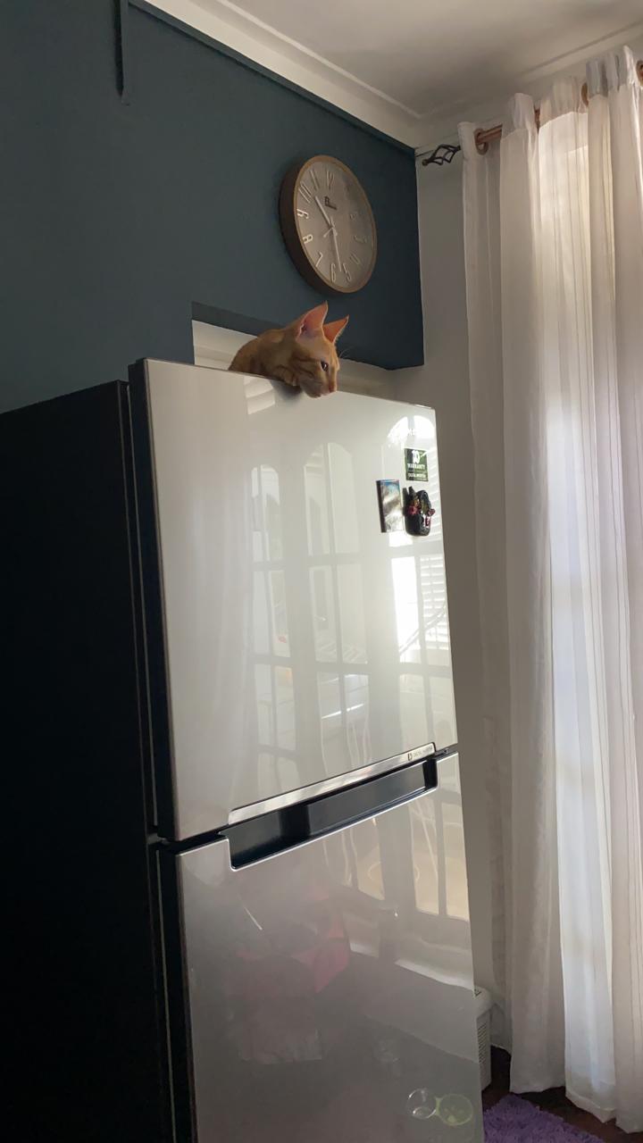 2133e1df-54c5-db16-62d6-cd203d0a6309