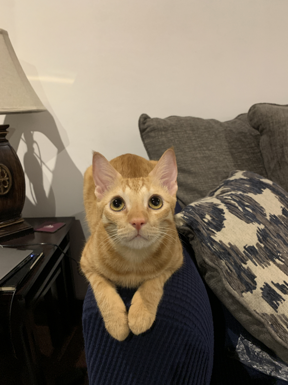 cb554b90-02d9-6ef7-6f14-927321356528